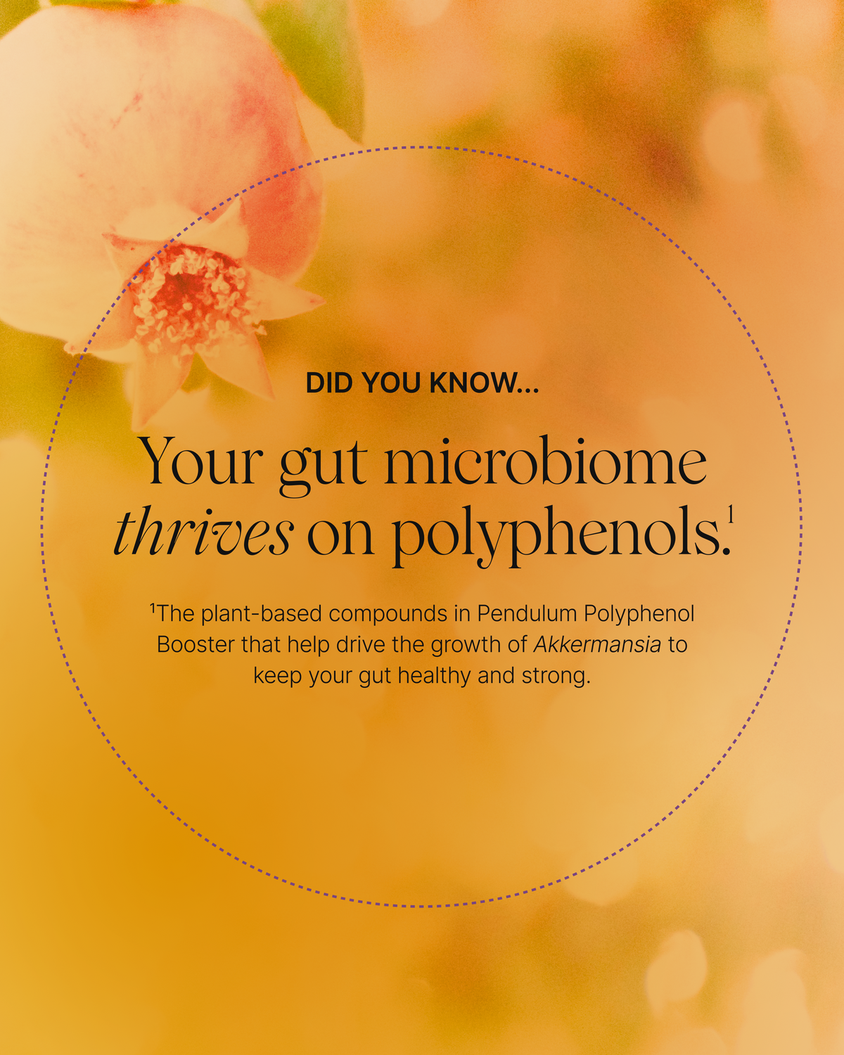 Pendulum Polyphenol Booster (Collective)